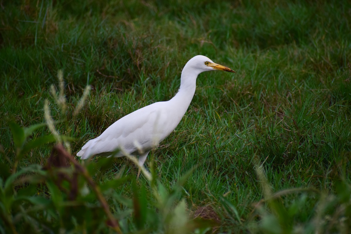 Eastern Cattle-Egret - ML626567308
