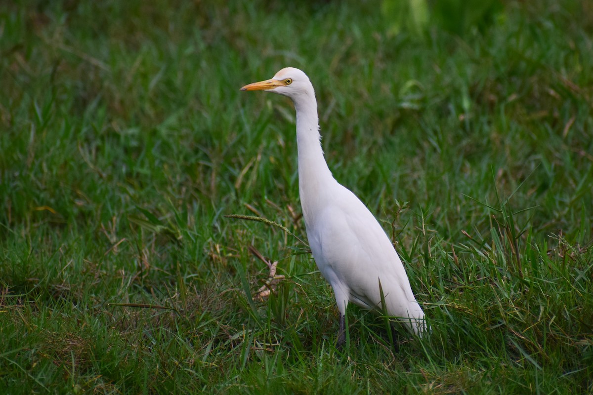 Eastern Cattle-Egret - ML626567309