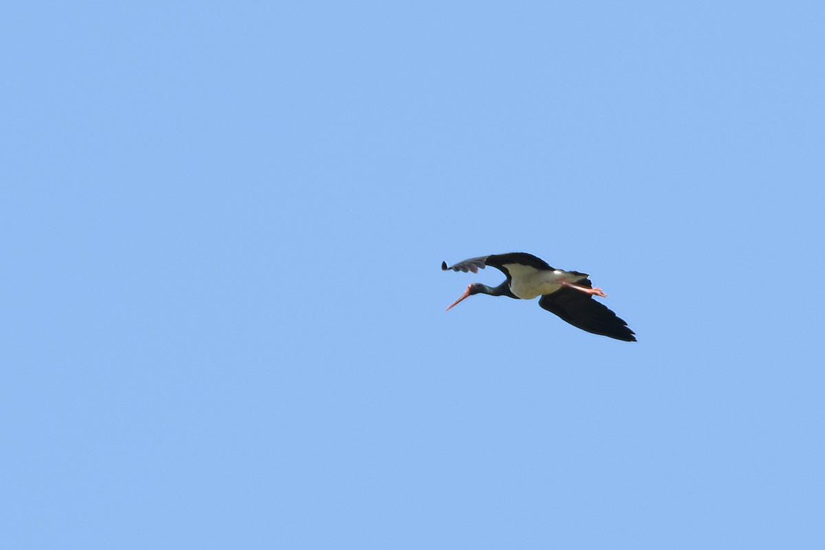 Black Stork - ML626567312