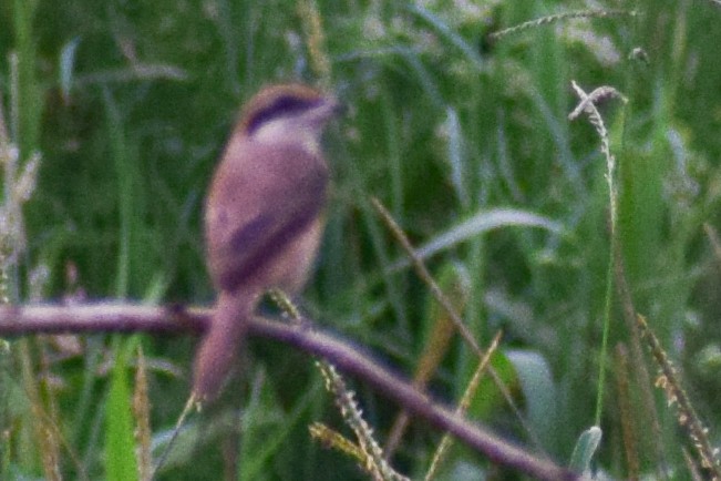 Ухаа дунхай - ML626567319