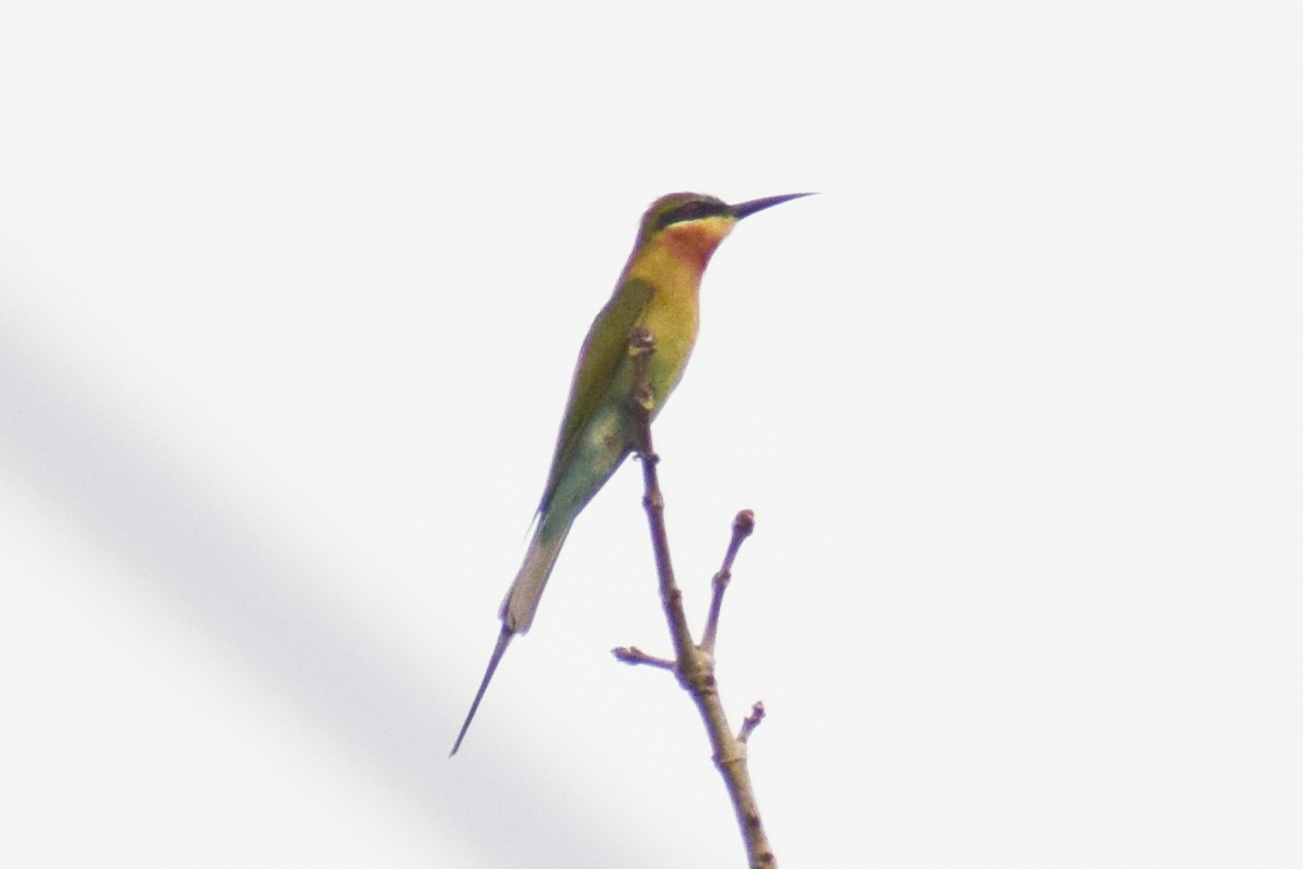 Blue-tailed Bee-eater - ML626567324