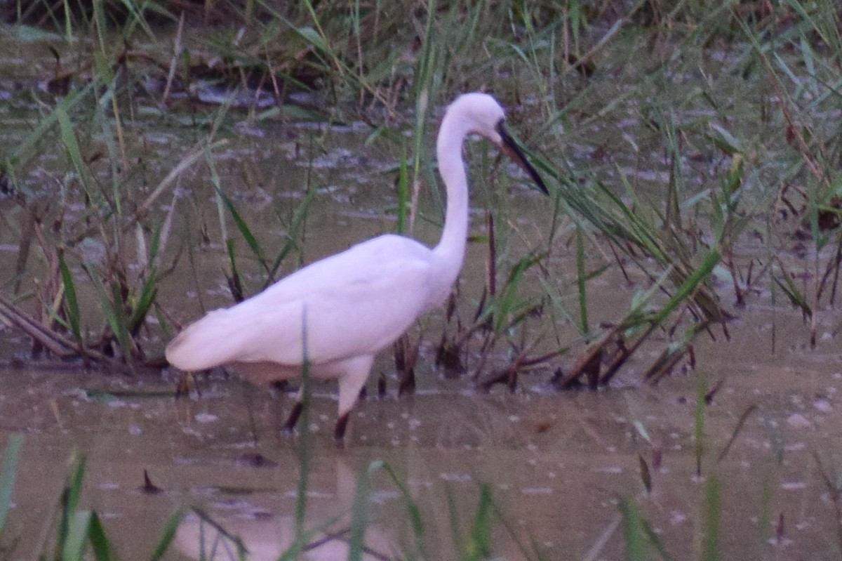 Хурган дэглий - ML626567328