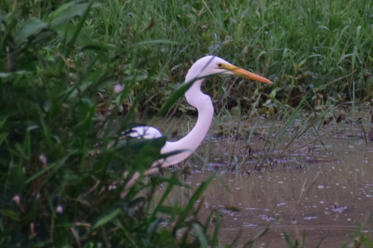 Цасч дэглий - ML626567333