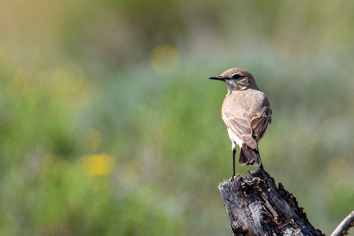 Isabelline Wheatear - ML626567340