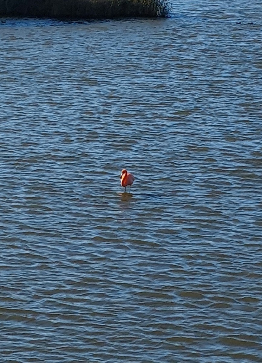 American Flamingo - ML626567393