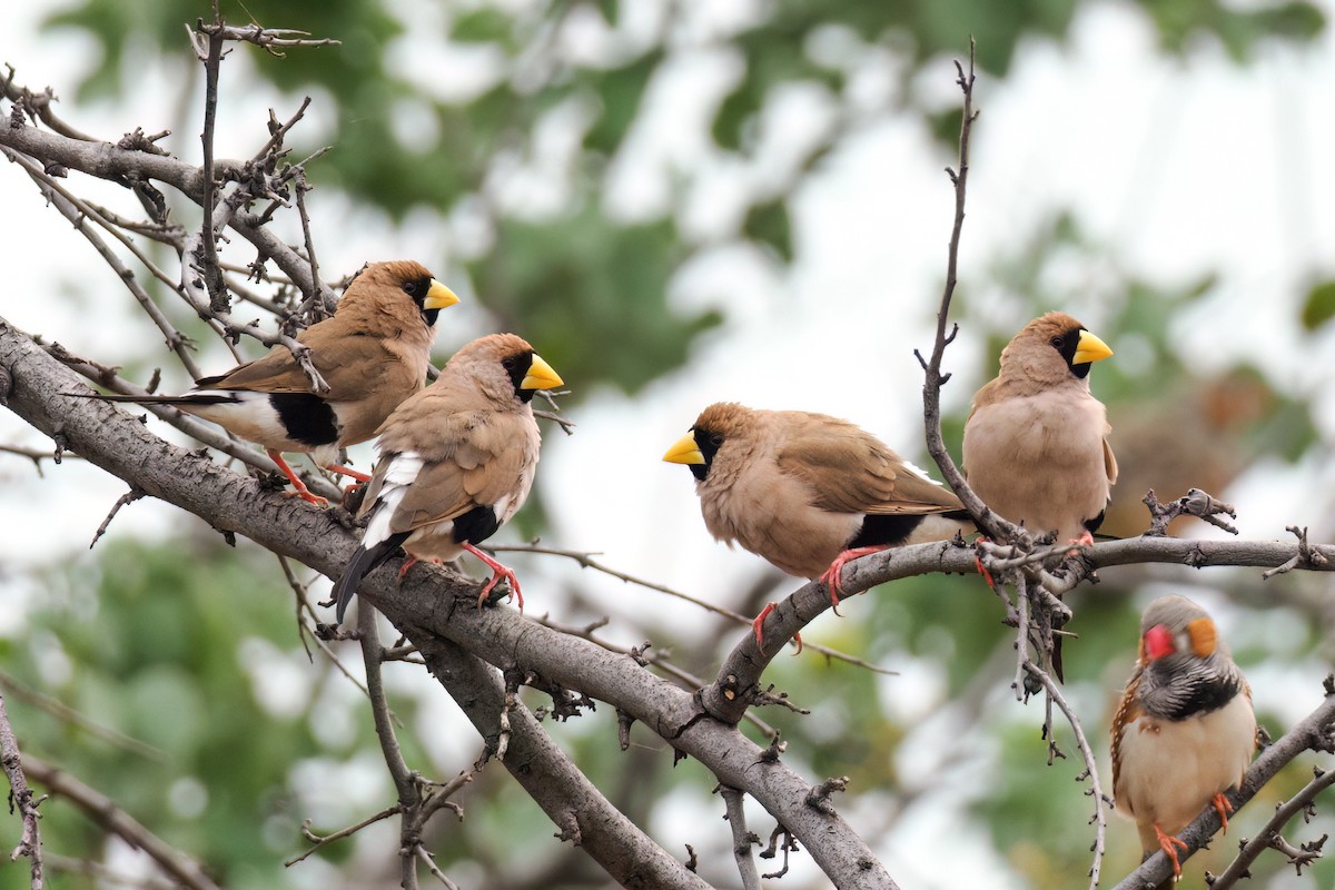 Masked Finch (Masked) - ML626567441