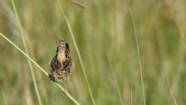 Grass Wren - ML626567486