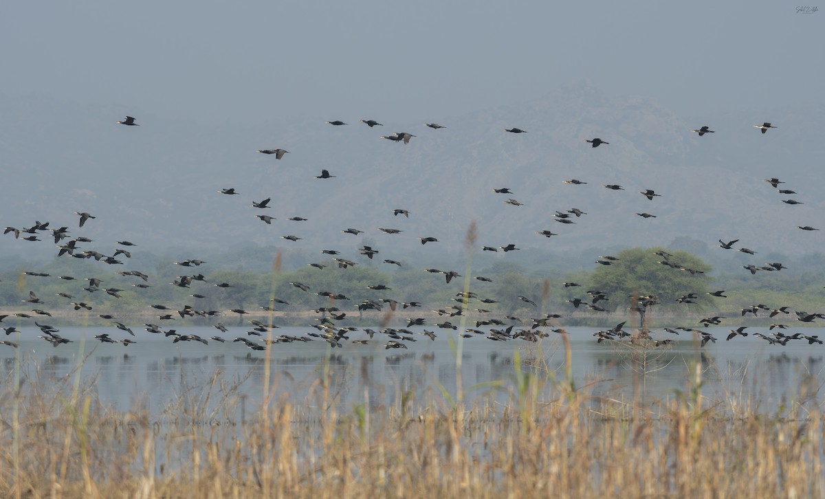 Great Cormorant - ML626567501