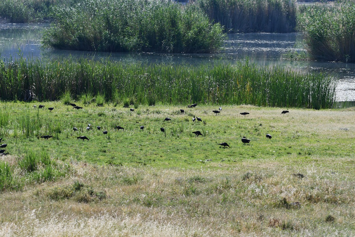 Northern Bald Ibis - ML626567540