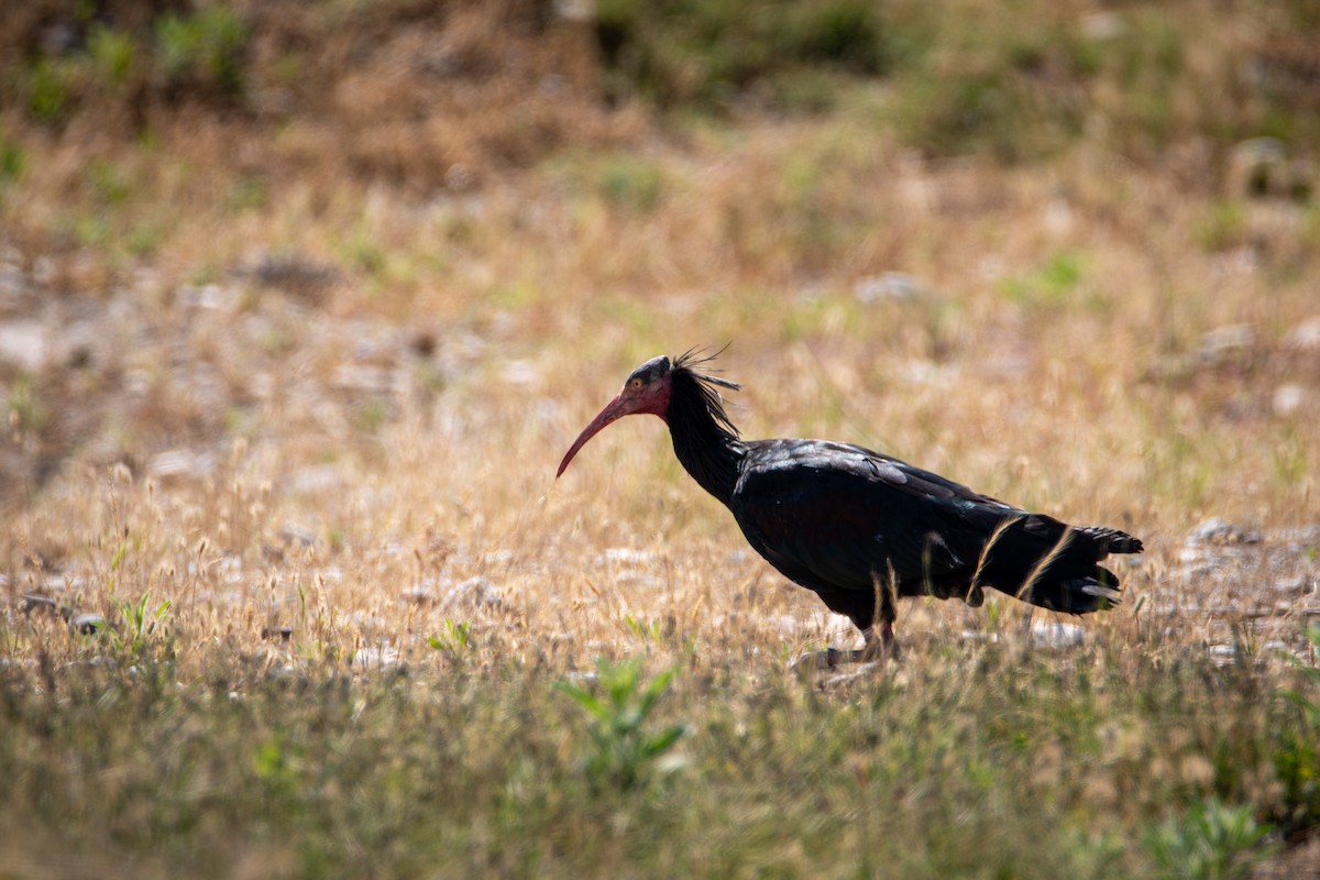 Northern Bald Ibis - ML626567551