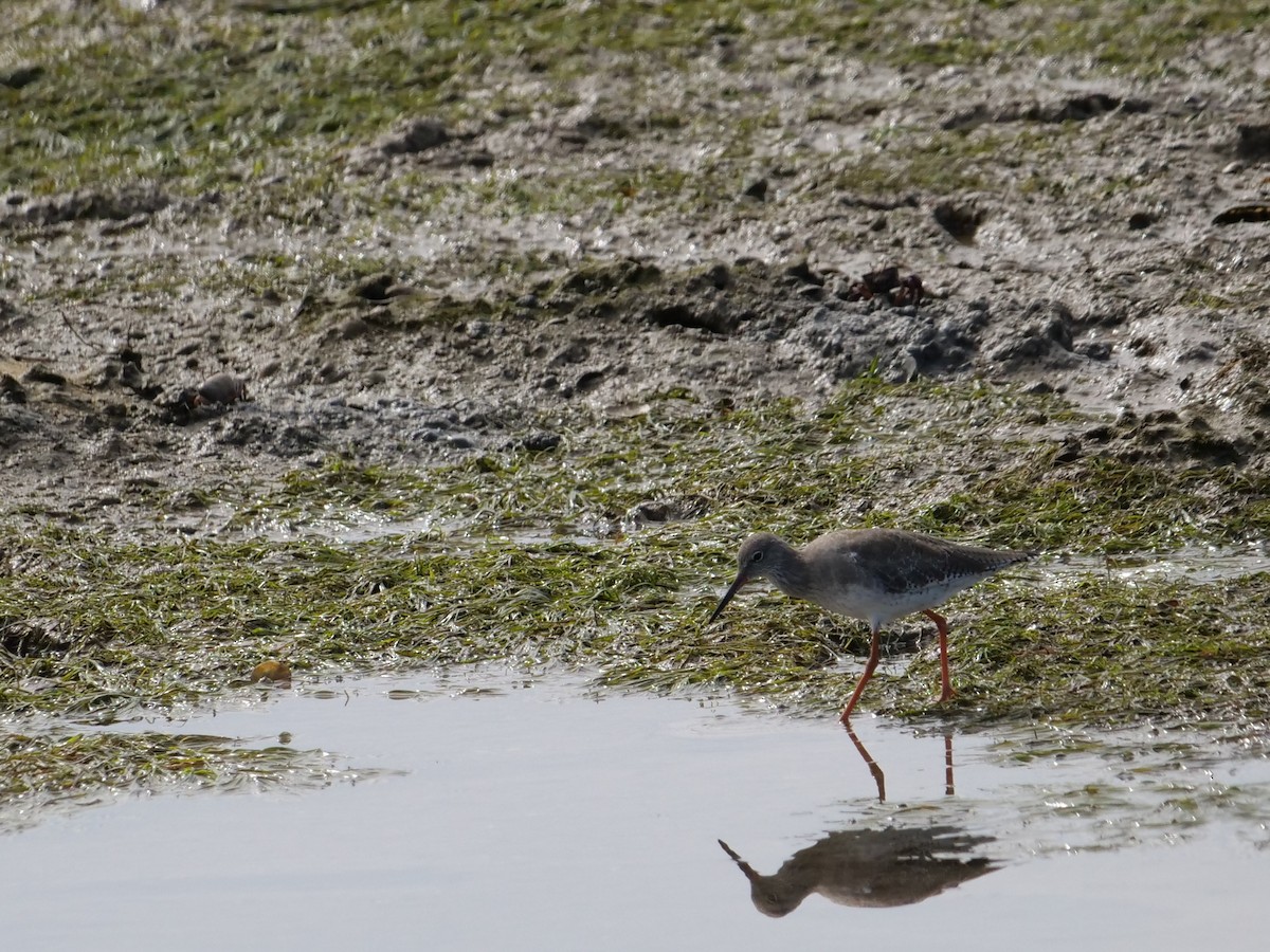 Chevalier gambette - ML626567620