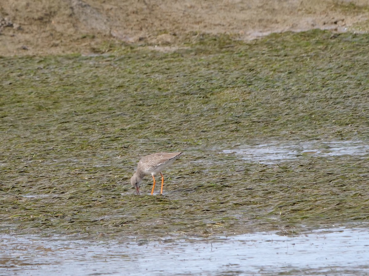 Chevalier gambette - ML626567621