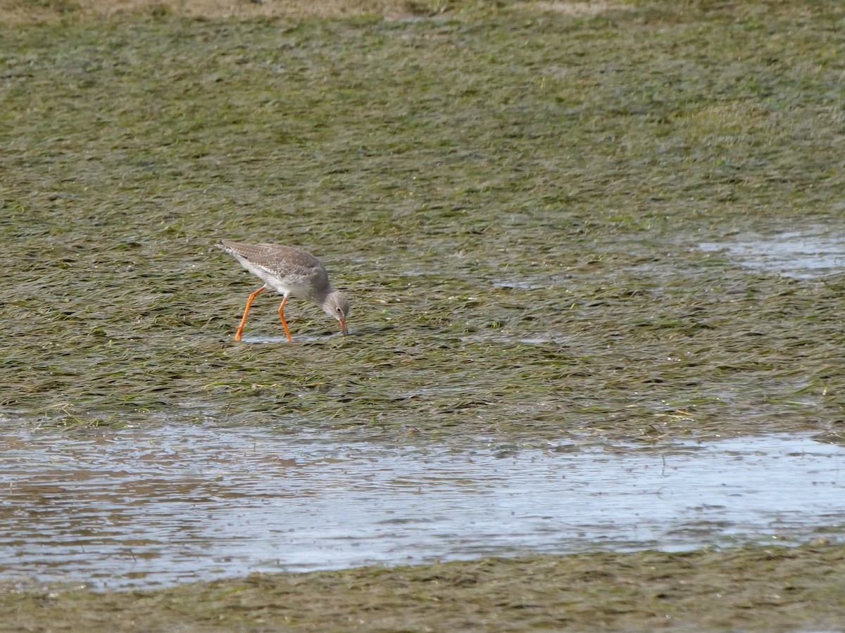 Chevalier gambette - ML626567622