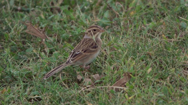 Clay-colored Sparrow - ML626567635