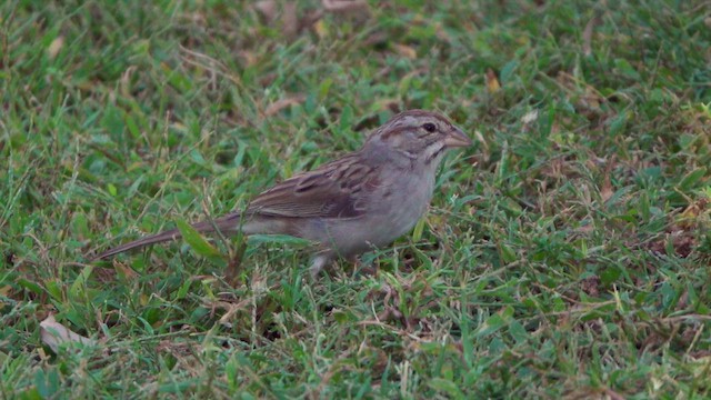 Rufous-winged Sparrow - ML626567645