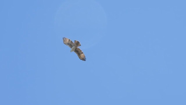 Aigle à ventre roux - ML626567744