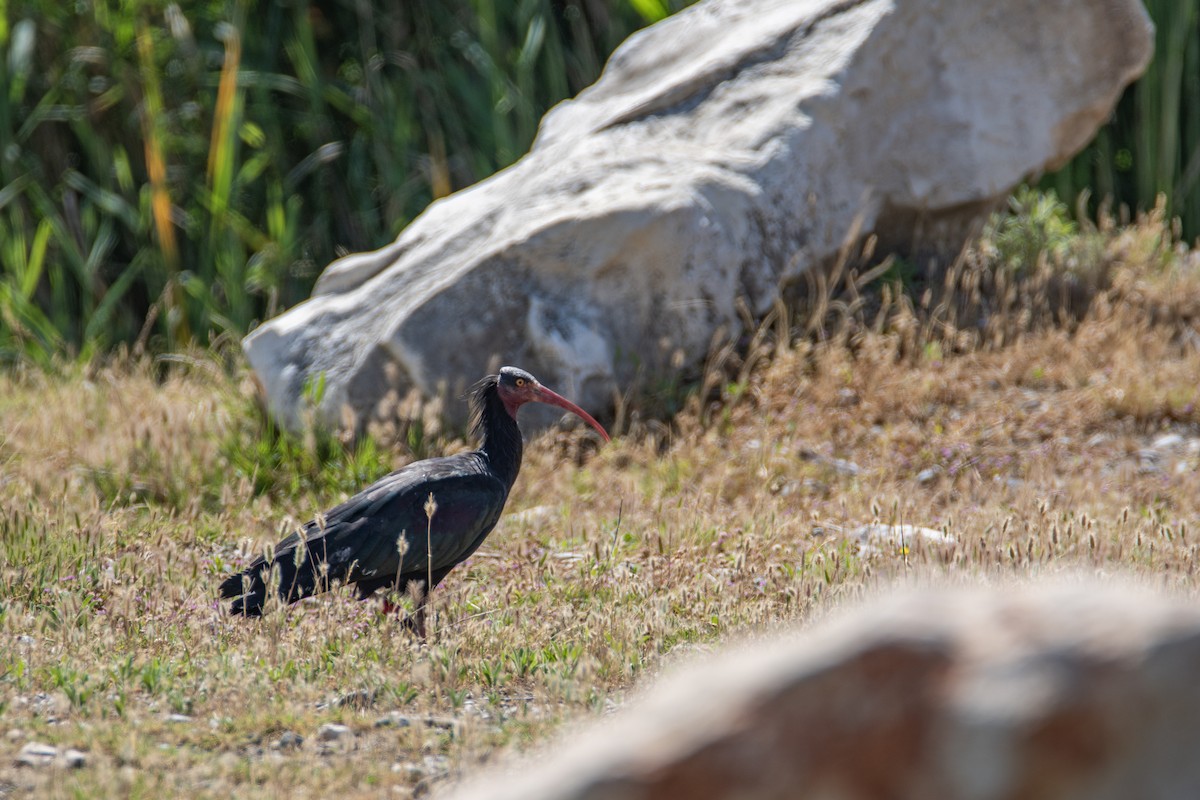 Northern Bald Ibis - ML626567754