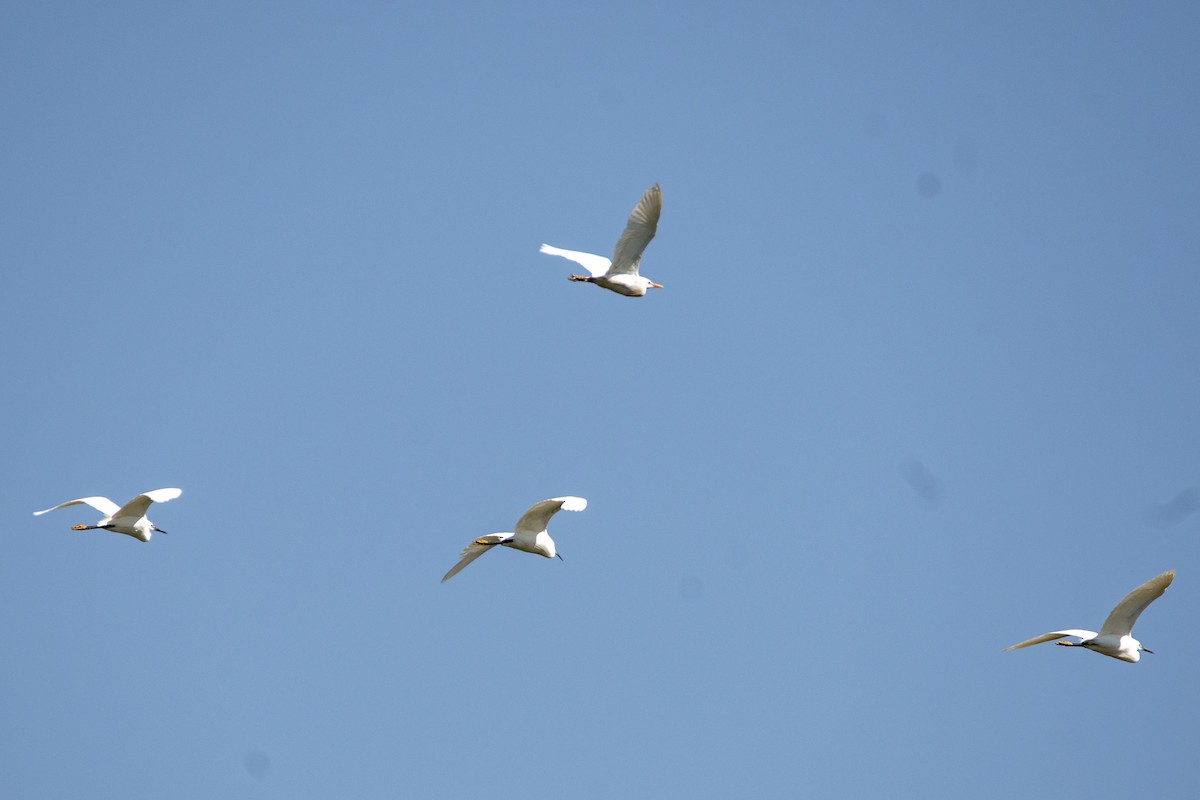 Little Egret - ML626567791
