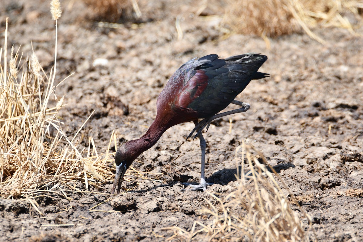 Glossy Ibis - ML626567822