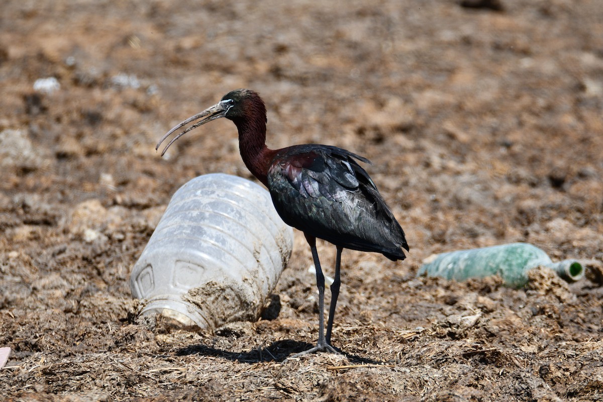 Glossy Ibis - ML626567823
