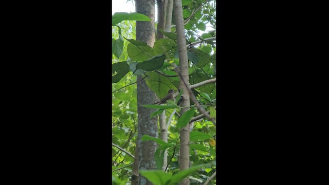 Brown-breasted Flycatcher - ML626567832