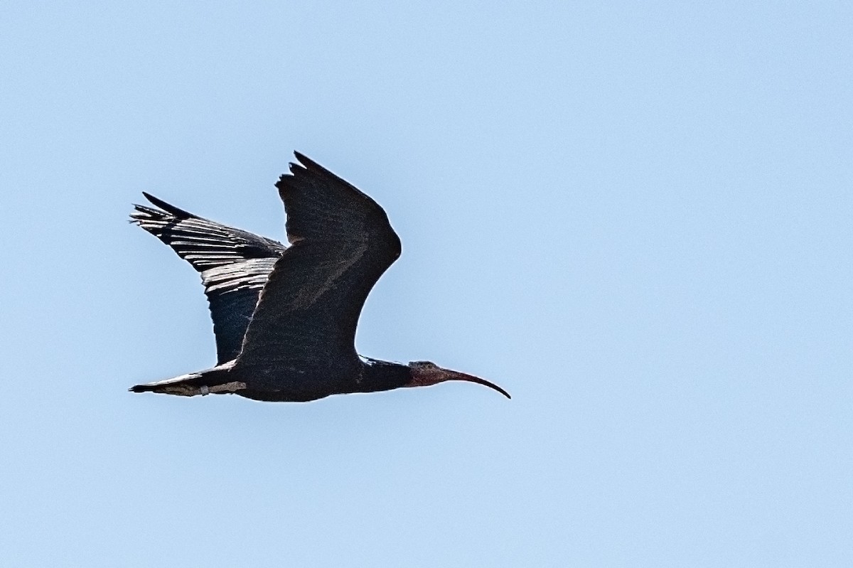 Northern Bald Ibis - ML626567881