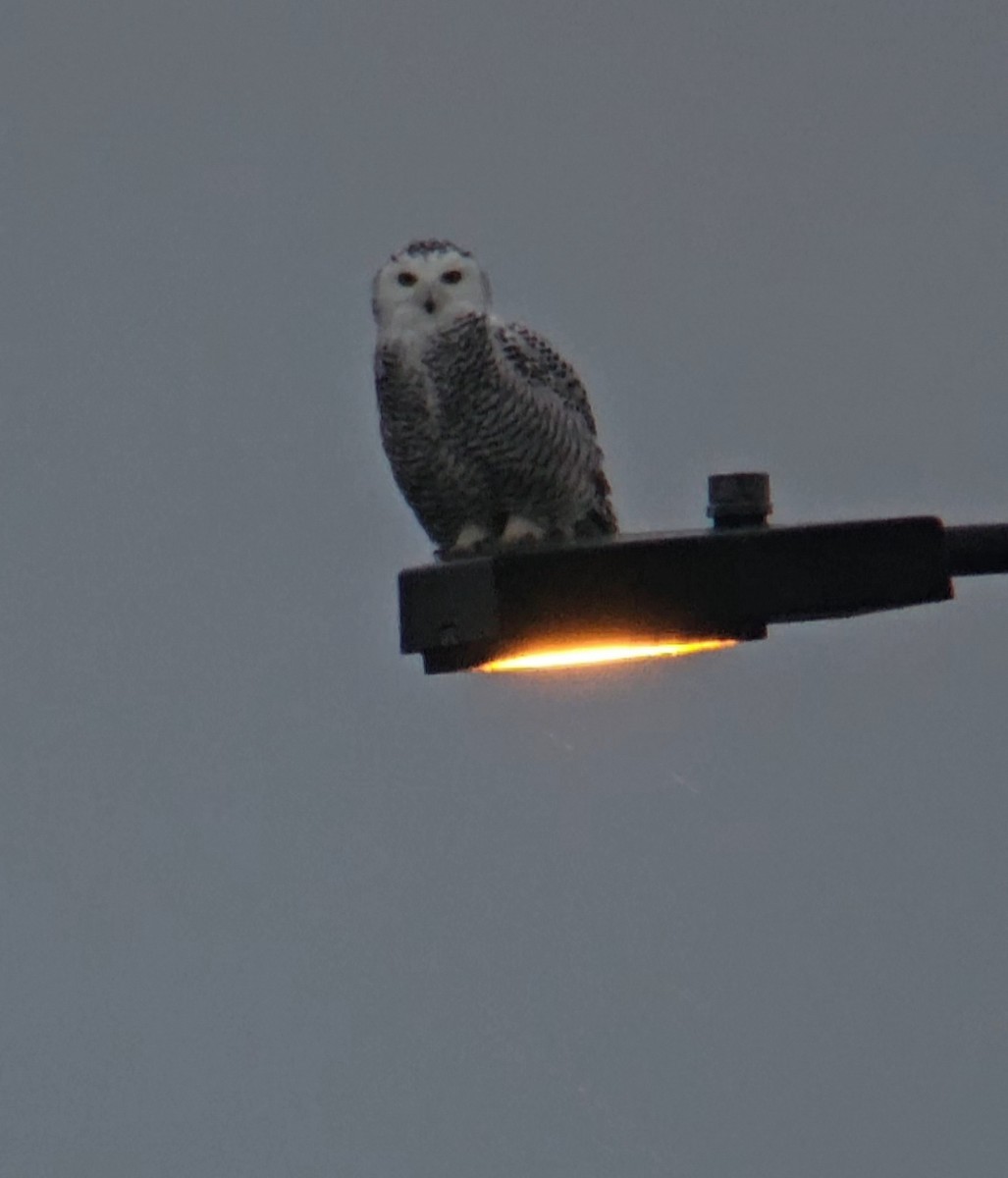 Snowy Owl - ML626567930