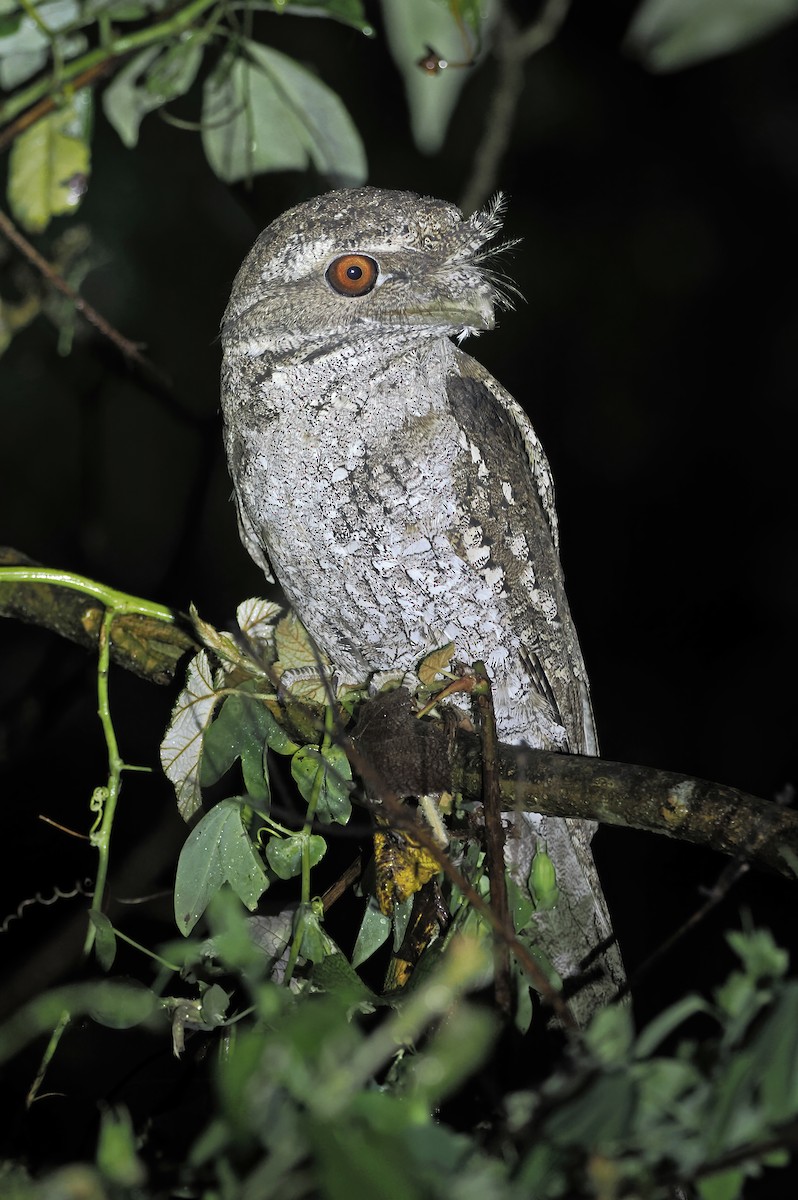 Marbled Frogmouth - ML626567935