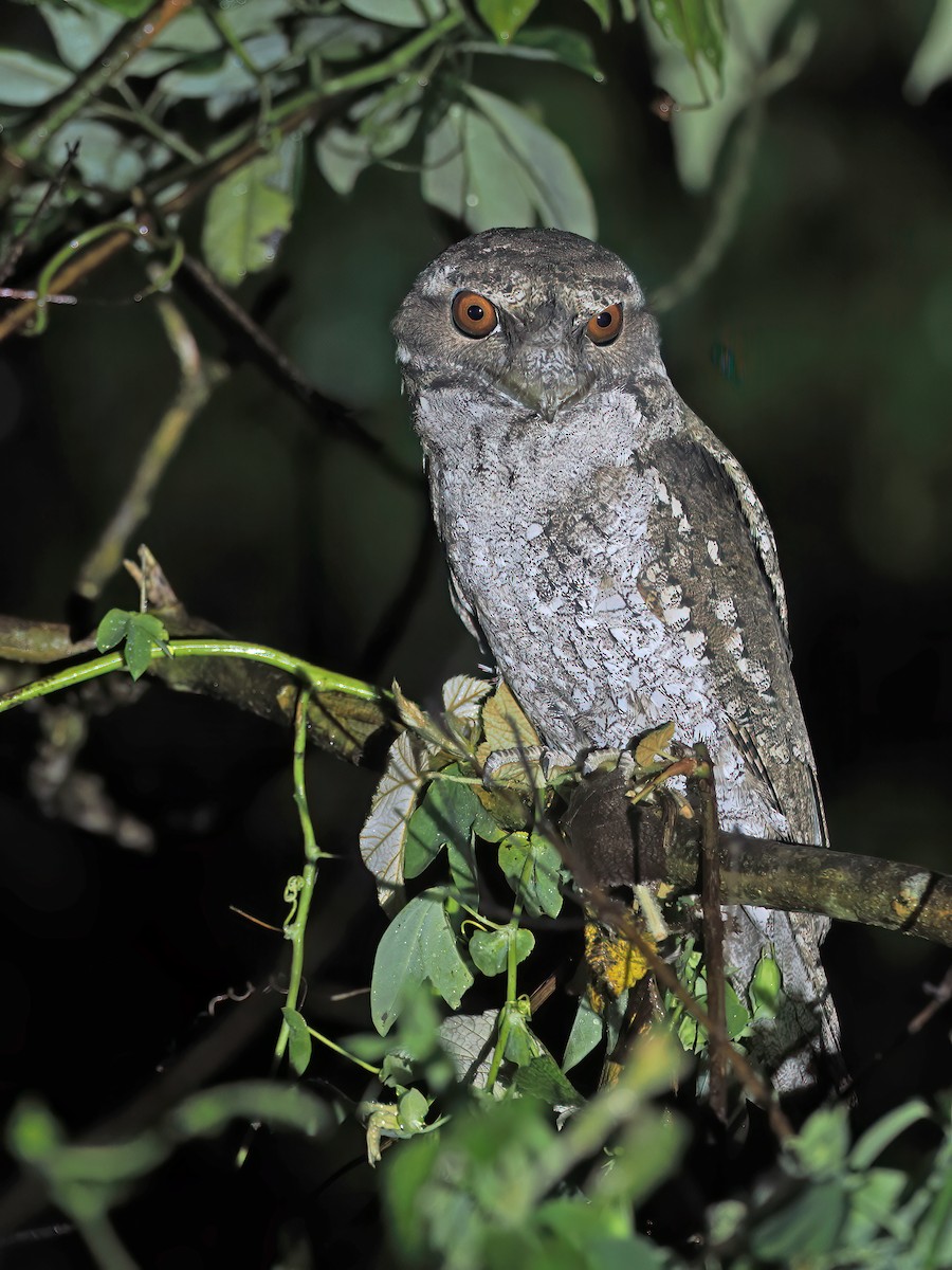 Marbled Frogmouth - ML626567938