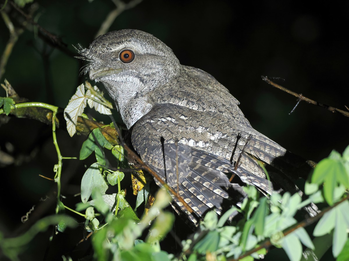 Marbled Frogmouth - ML626567943