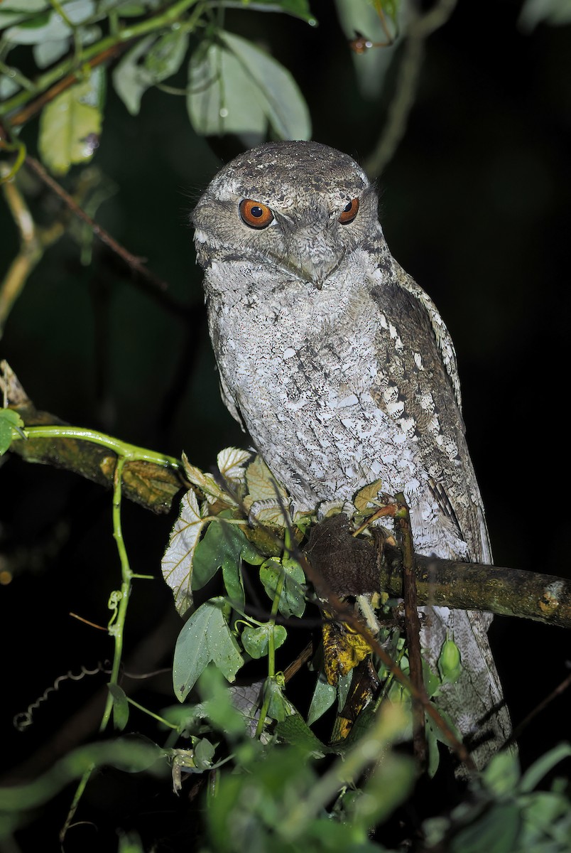 Marbled Frogmouth - ML626567946