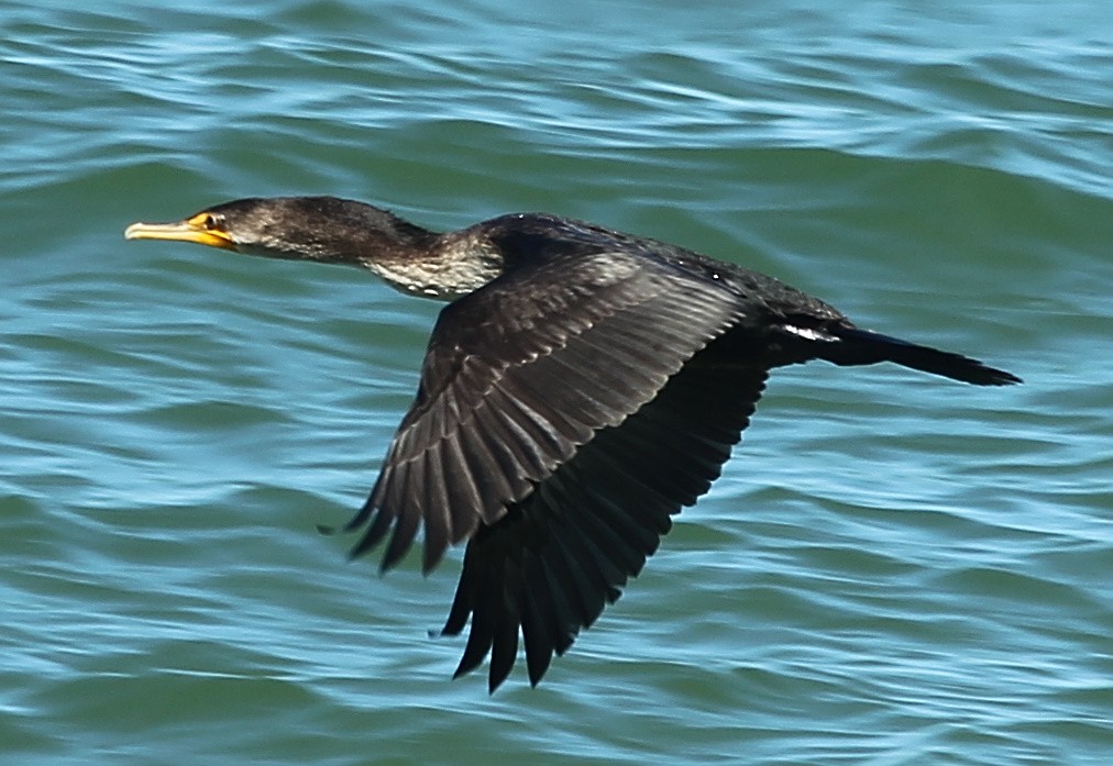 Double-crested Cormorant - ML626567962