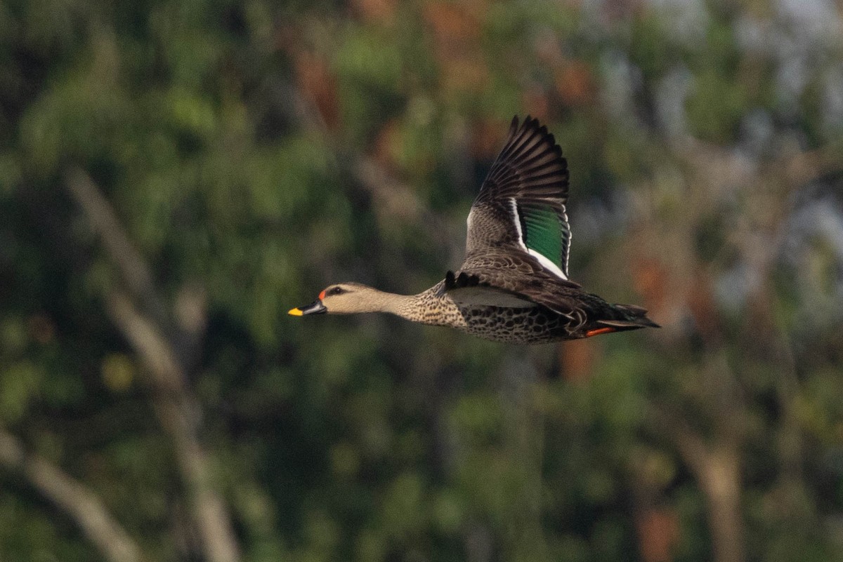 Indian Spot-billed Duck - ML626567968