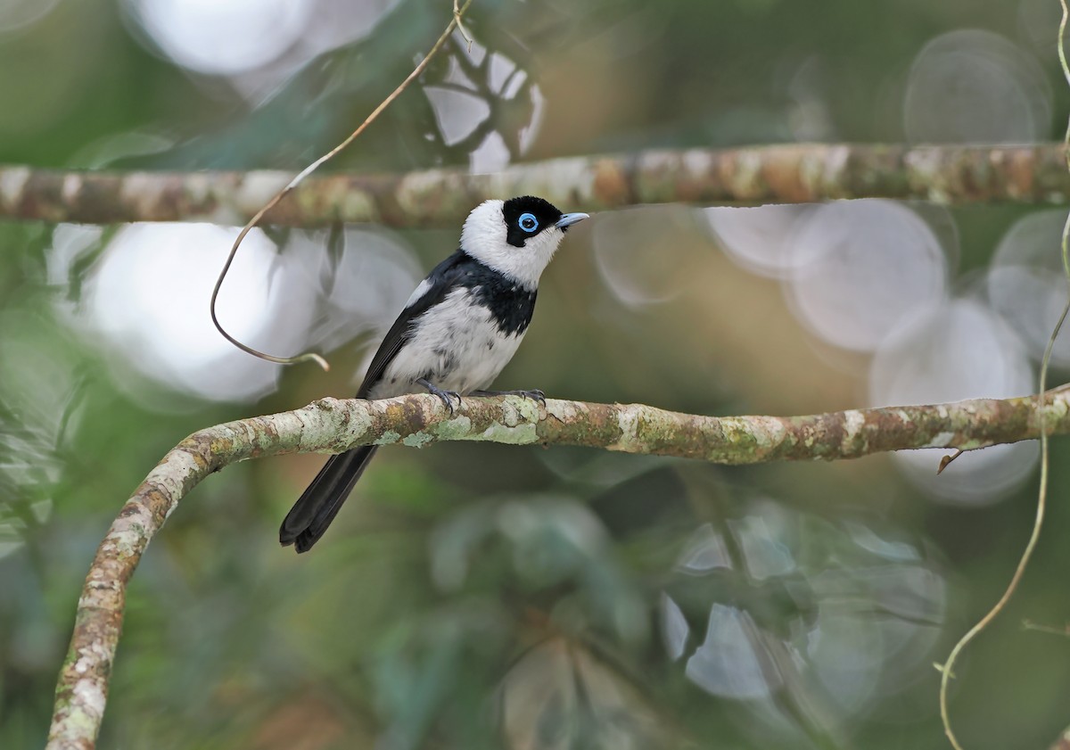 Pied Monarch - ML626567996