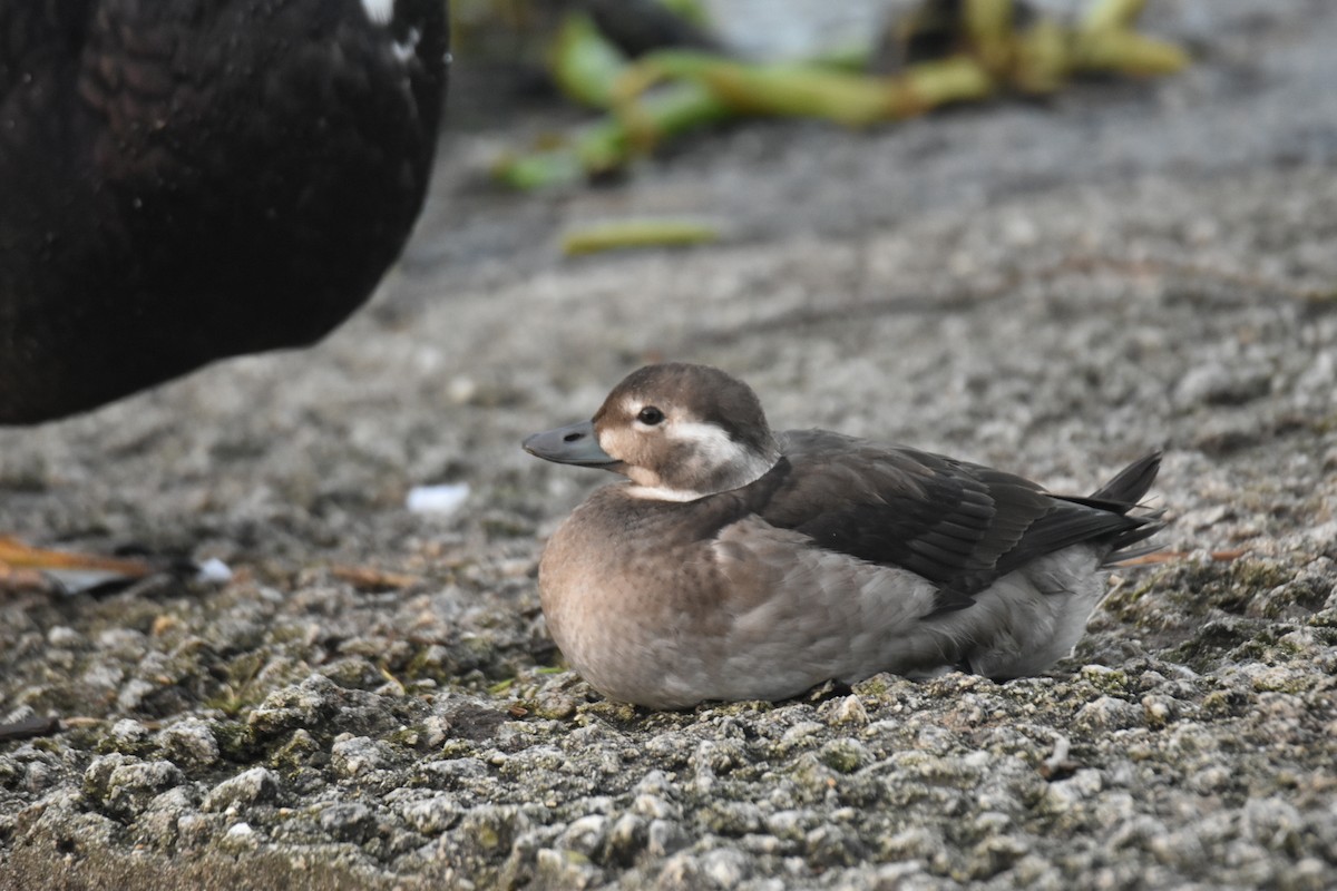 Long-tailed Duck - ML626568049