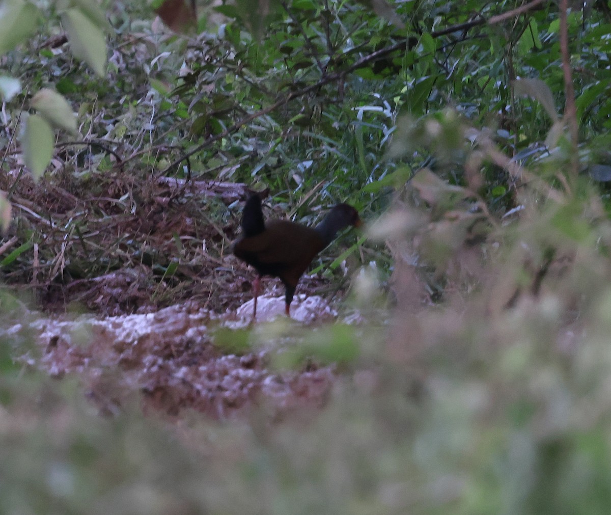 Gray-cowled Wood-Rail - ML626568056