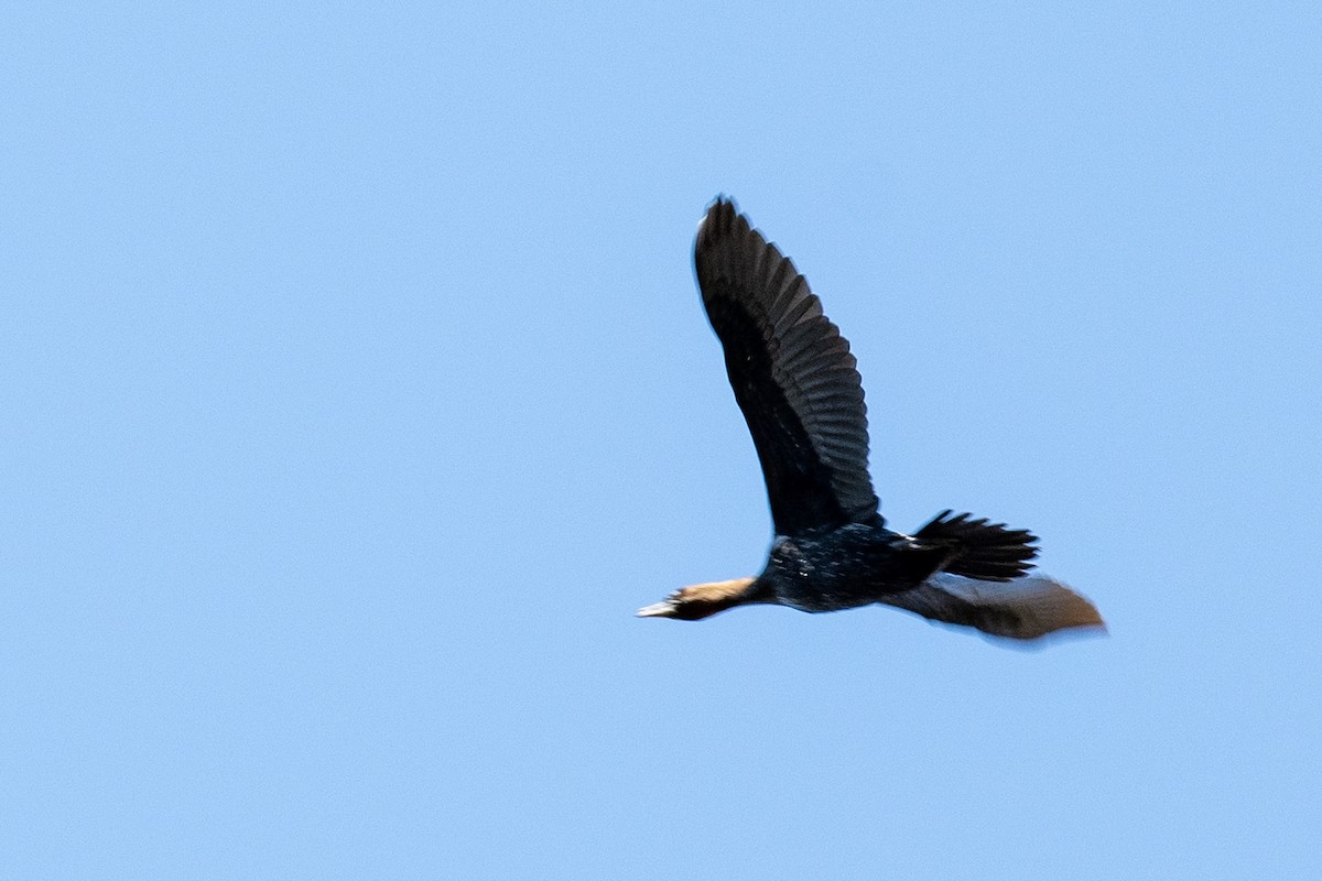 Great Cormorant - ML626568057
