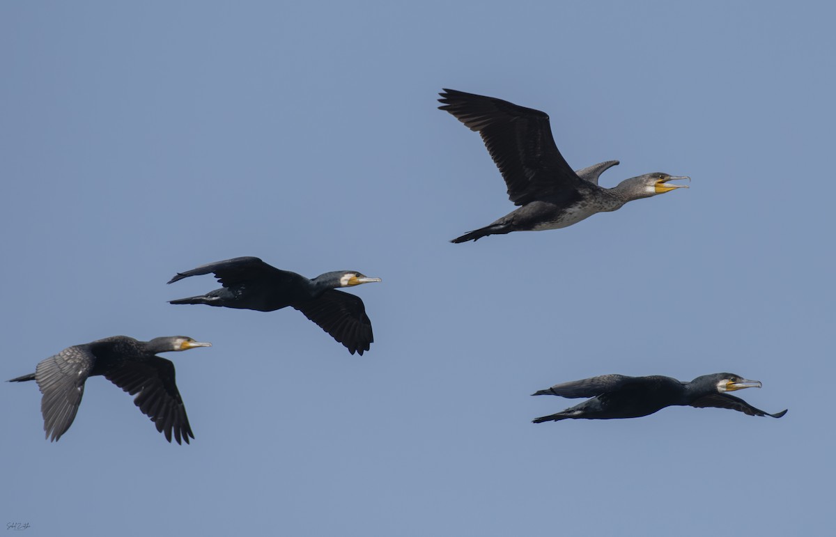 Great Cormorant - ML626568261