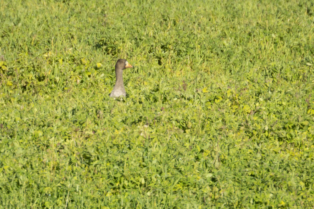 Greater White-fronted Goose - ML626568376
