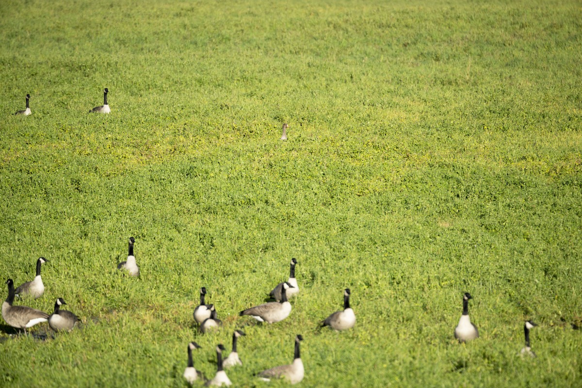 Greater White-fronted Goose - ML626568379