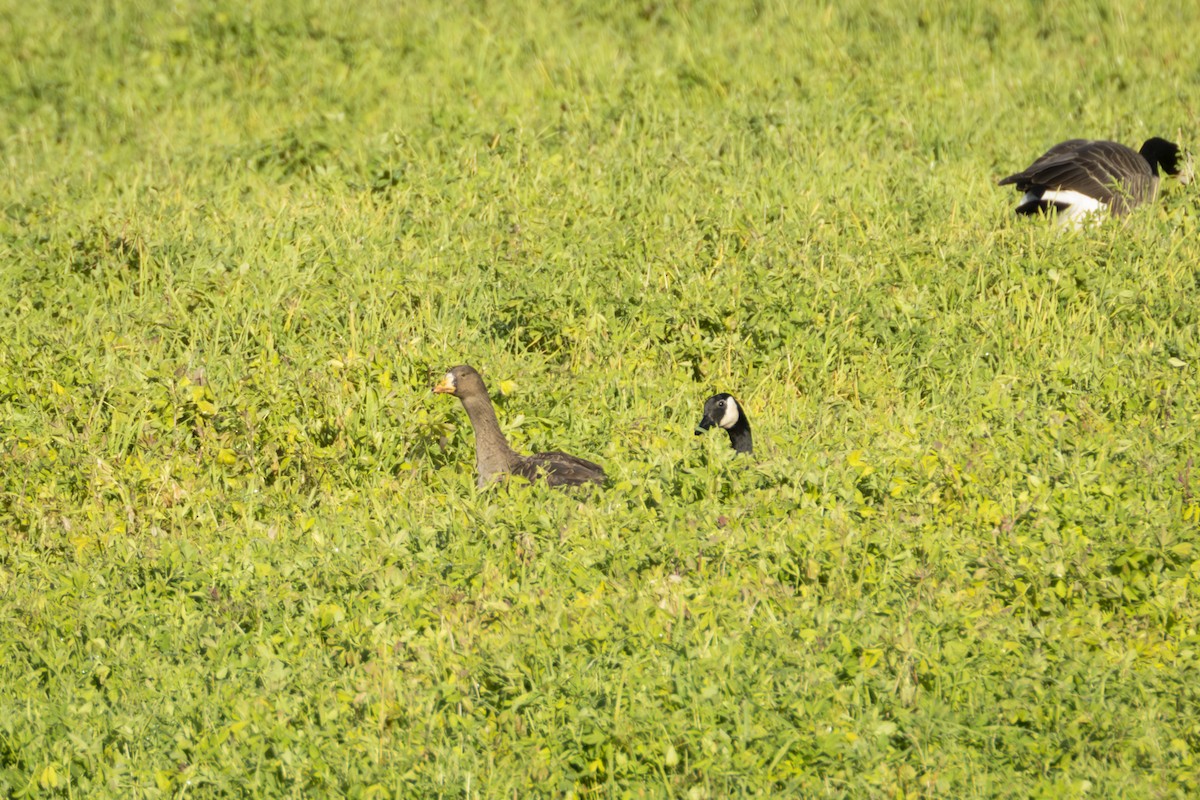 Greater White-fronted Goose - ML626568384