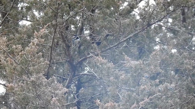 Black-throated Gray Warbler - ML626568415