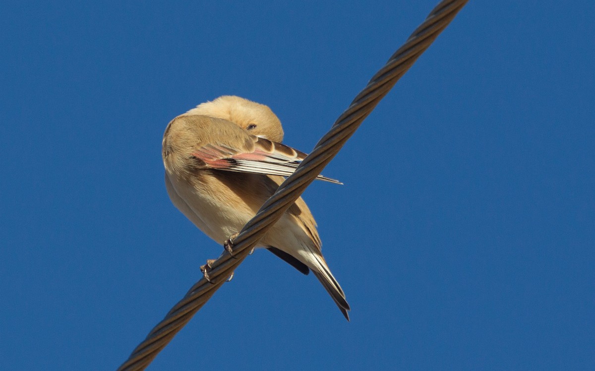 Desert Finch - ML626568546