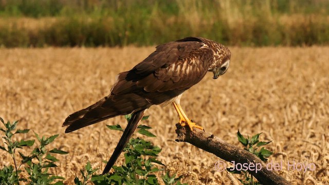 Montagu's Harrier - ML626568578