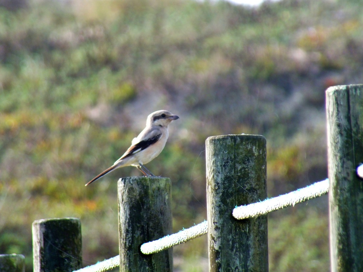 Great Gray Shrike (Steppe) - ML626568681