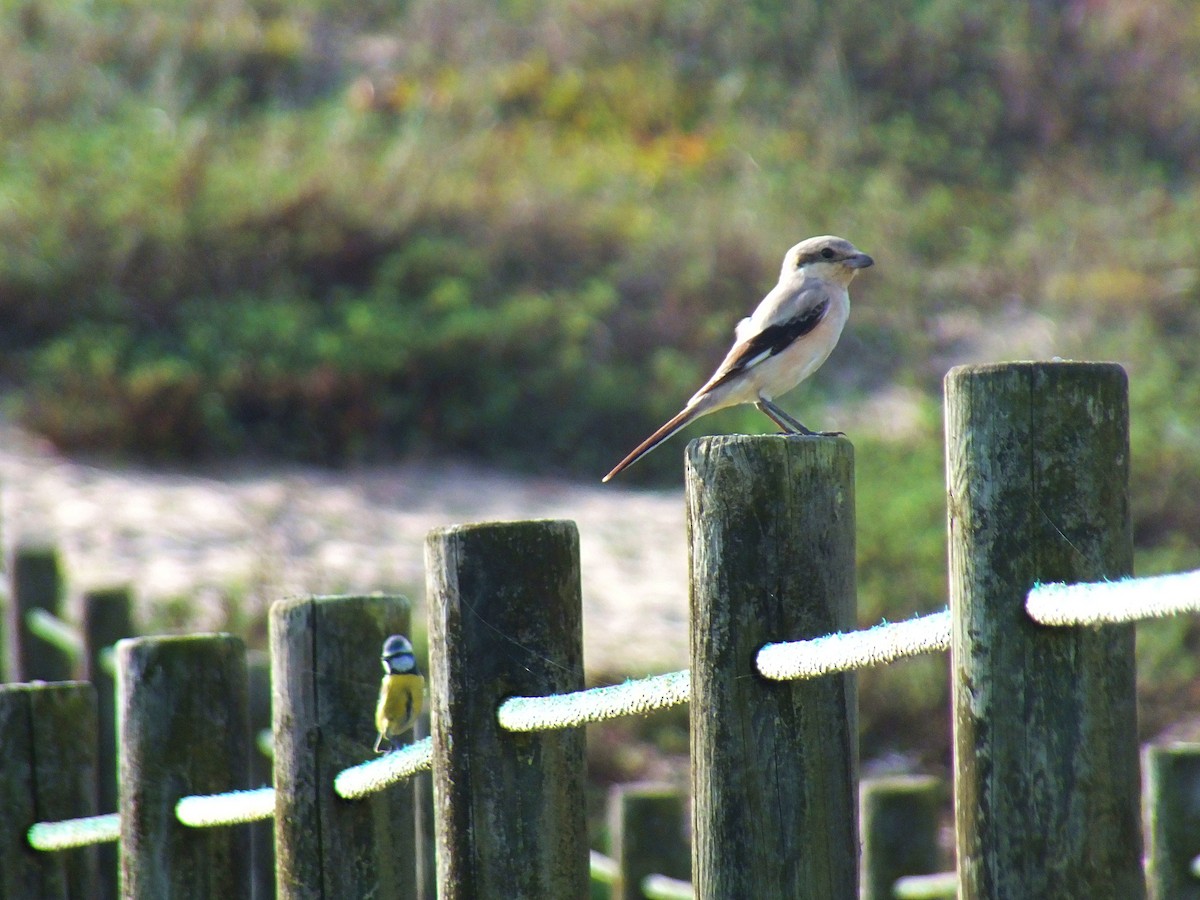 Great Gray Shrike (Steppe) - ML626568682