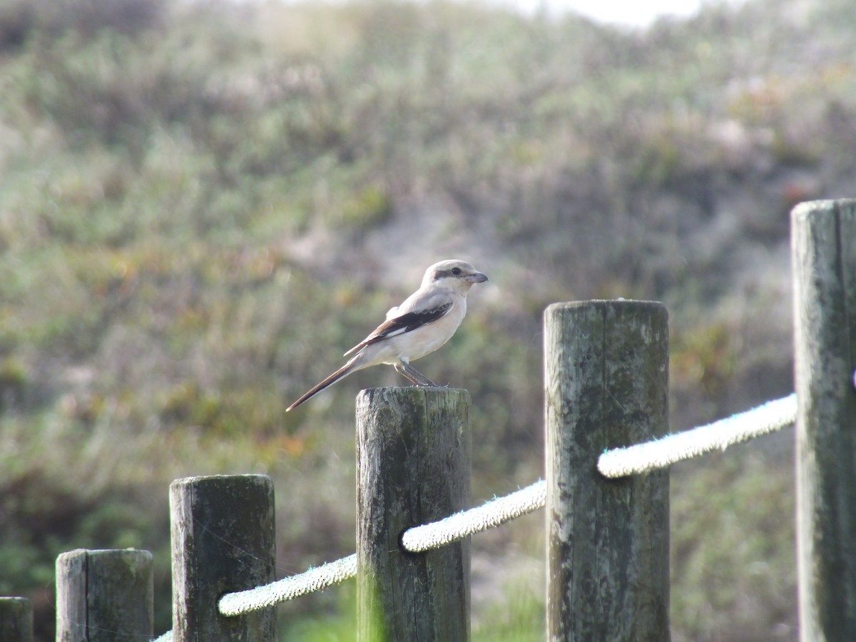 Great Gray Shrike (Steppe) - ML626568683