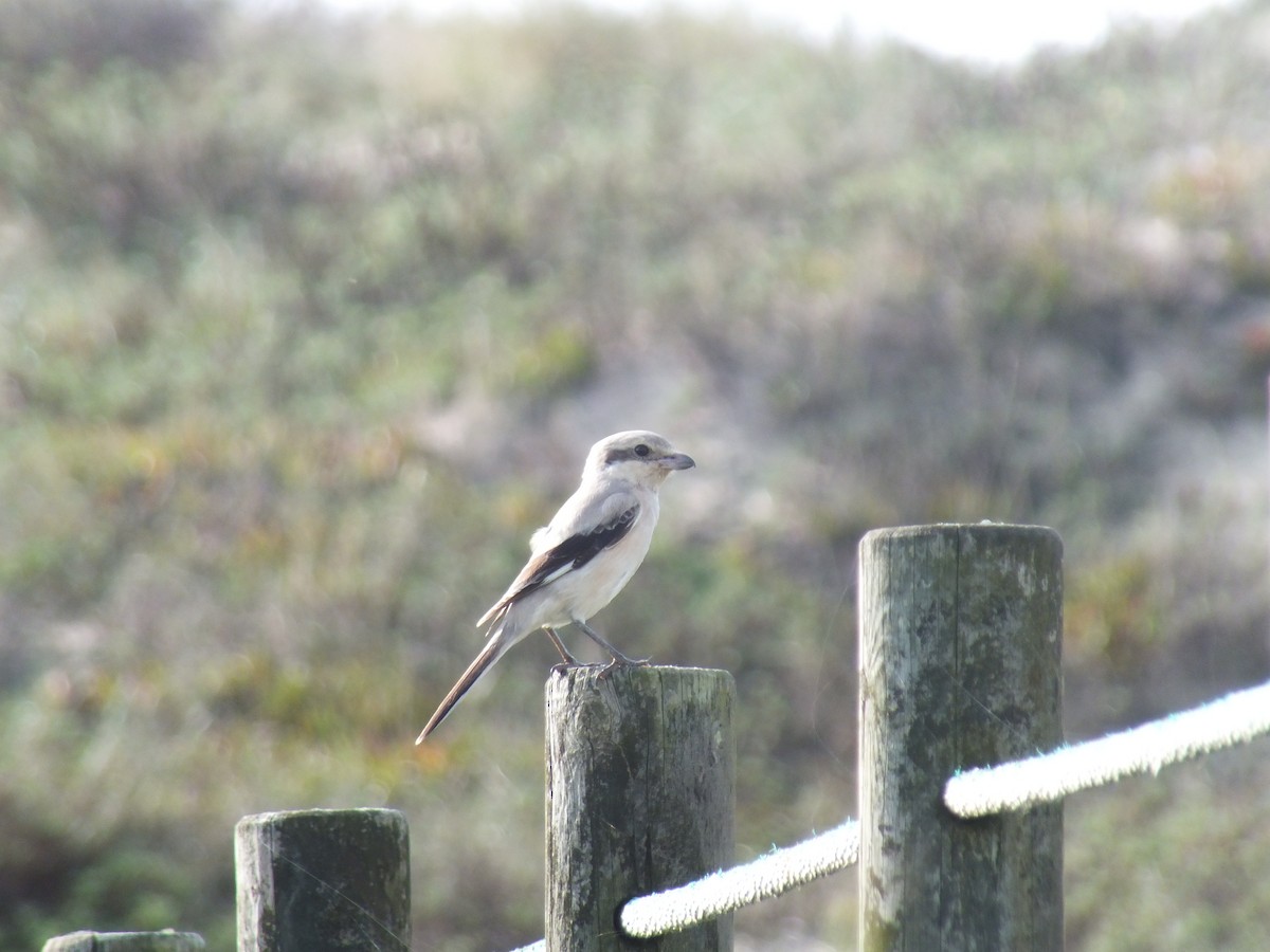 Great Gray Shrike (Steppe) - ML626568685