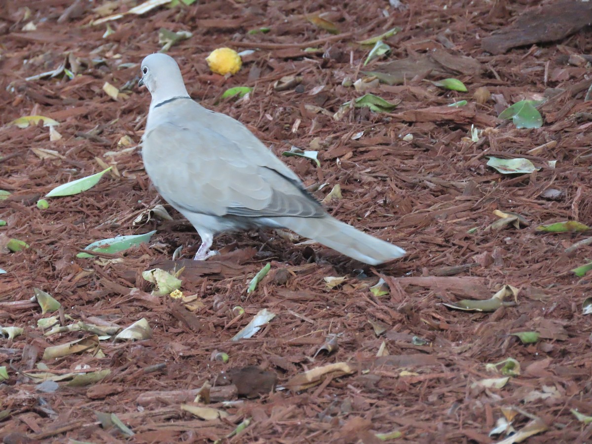 Ebird Checklist - 13 Nov 2024 - Alameda Central - 11 Species