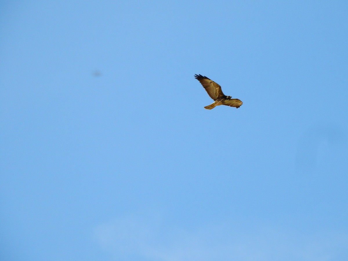 Swainson's Hawk - J. Luis Martínez